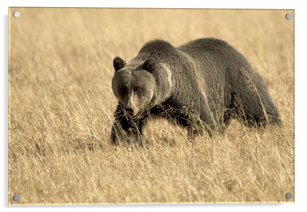 Grizzly  On The Prowl Acrylic by Gary Beeler