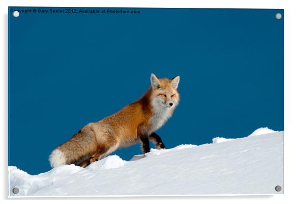 Red Fox Acrylic by Gary Beeler