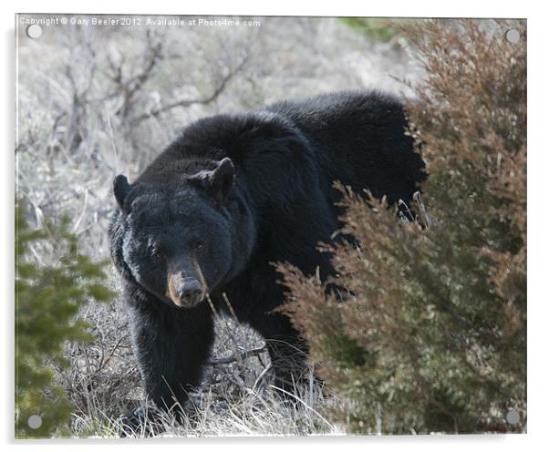 Black Bear Acrylic by Gary Beeler