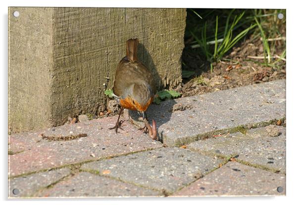 The early bird gets the worm Acrylic by steve pitman