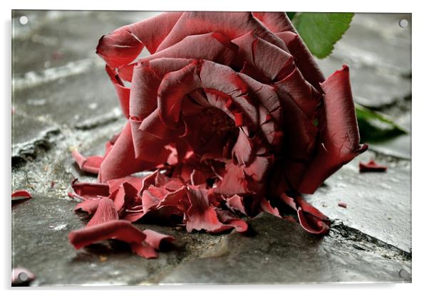 Broken Rose Acrylic by Chris Kennedy