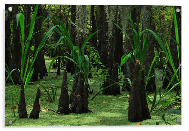 Swamp Grass Acrylic by Karen Harding