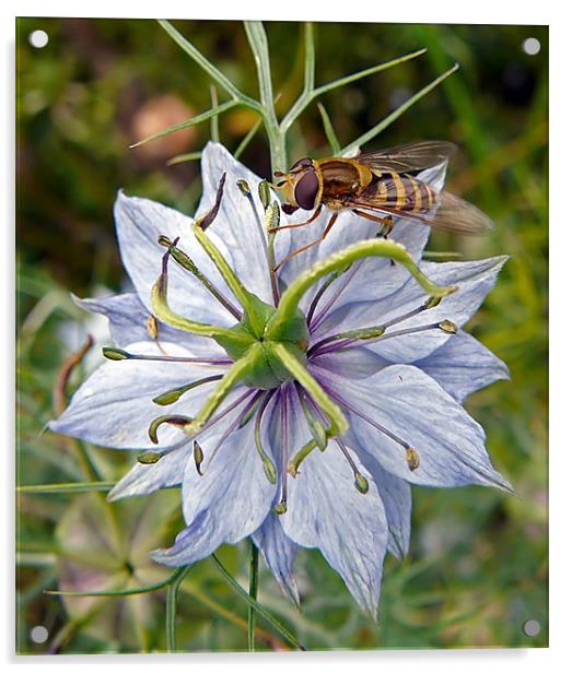 Wasp on Blue Flower Acrylic by Pat Carroll