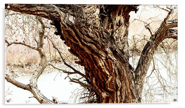 Tree 0803 Acrylic by Don Brady