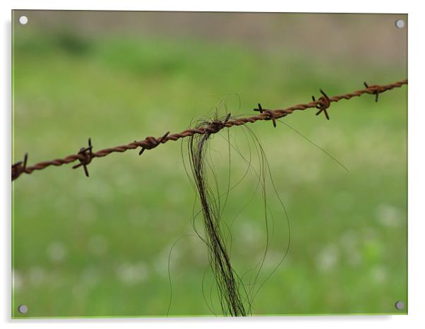 Horse hair on Wire Acrylic by Don Brady