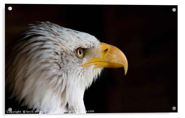 Staring Eagle Acrylic by Lewis Wiffen