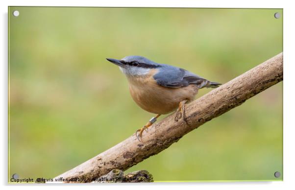 Nuthatch Acrylic by Lewis Wiffen