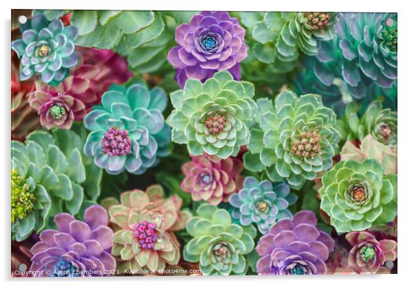 Spectacular Sedums Acrylic by Alison Chambers