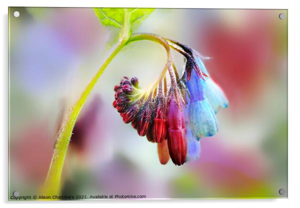 Comfrey Flower Acrylic by Alison Chambers