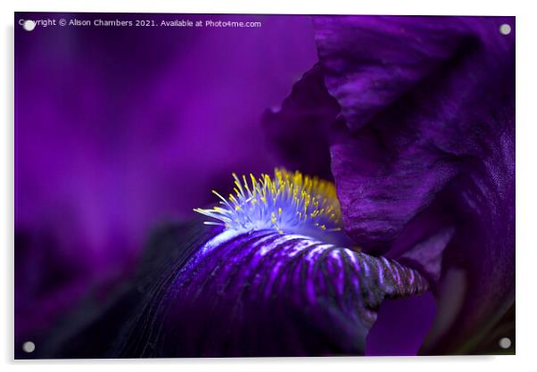 Purple Bearded Iris  Acrylic by Alison Chambers