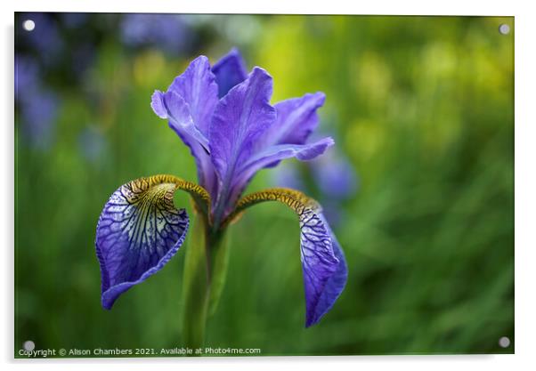 Siberian Iris Acrylic by Alison Chambers