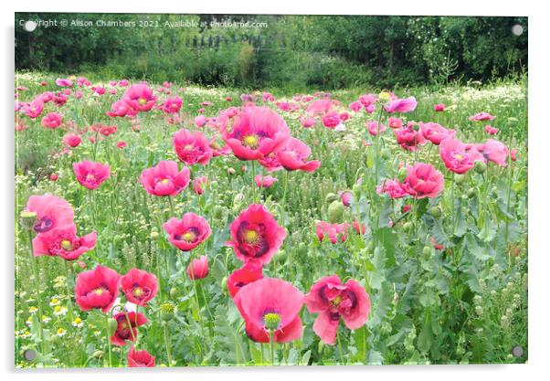 Blooming Poppies Acrylic by Alison Chambers