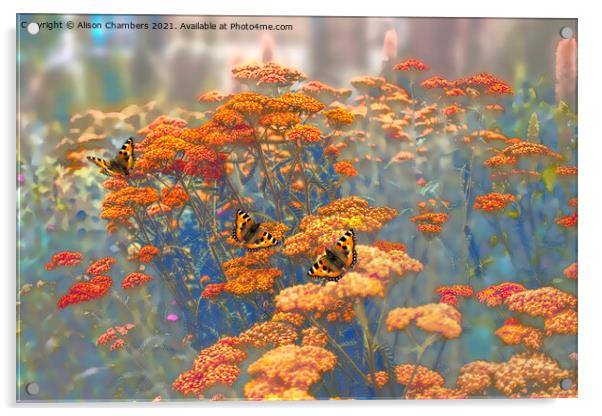 Butterflies on Achillea Acrylic by Alison Chambers