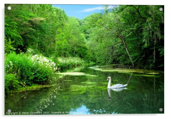 Youlgrave Swan Acrylic by Alison Chambers