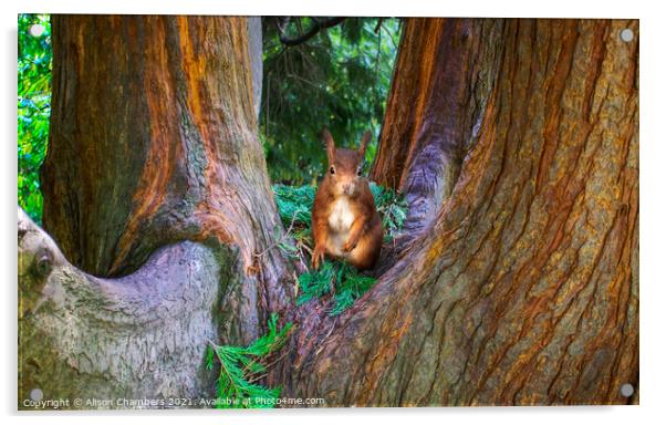 Red Squirrel  Acrylic by Alison Chambers