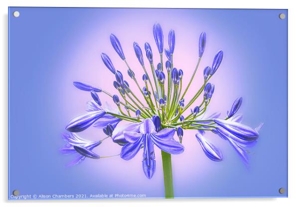 Agapanthus Flower Acrylic by Alison Chambers