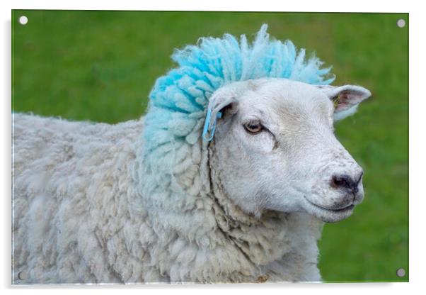 Blue Rinse Sheep Acrylic by Alison Chambers