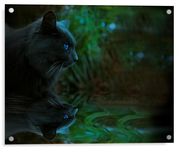 Night Cat Reflection  Acrylic by Alison Chambers