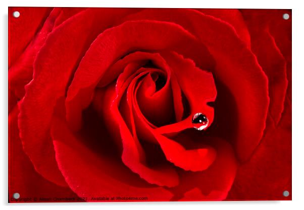 Romantic Red Rose Acrylic by Alison Chambers