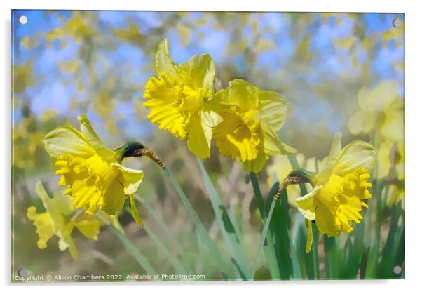 Fresh Spring Daffodils  Acrylic by Alison Chambers