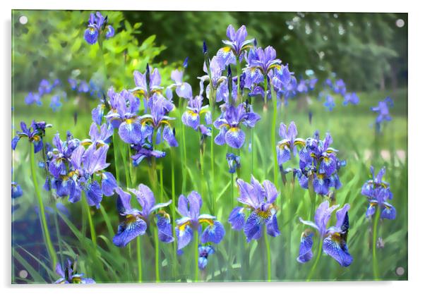 Blue Irises Acrylic by Alison Chambers