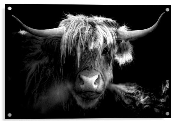 Scottish Highland Cow Acrylic by Alison Chambers