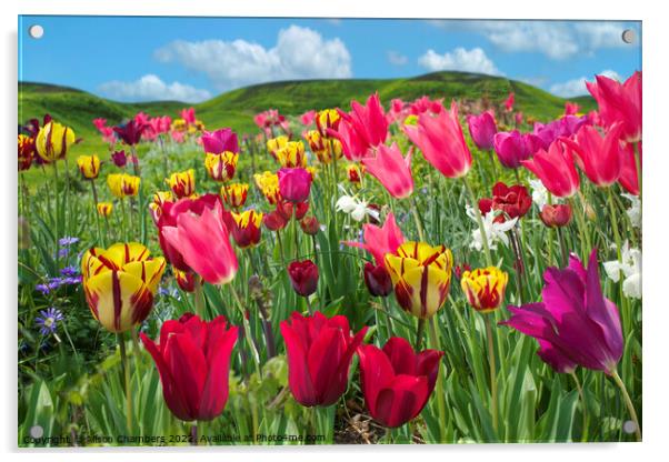  Tulips Acrylic by Alison Chambers