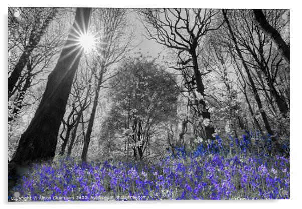 Spring Sunshine Bluebell Wood Colour Selection  Acrylic by Alison Chambers
