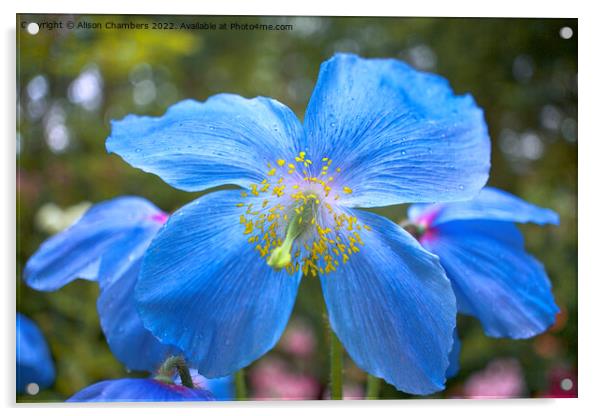 Himalayan Blue Poppy Acrylic by Alison Chambers