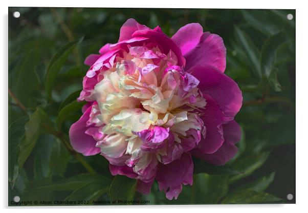 Chinese Peony Flower Acrylic by Alison Chambers