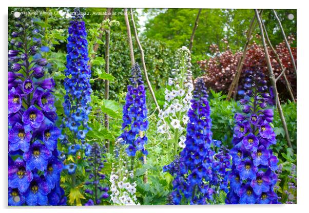 Delphiniums  Acrylic by Alison Chambers
