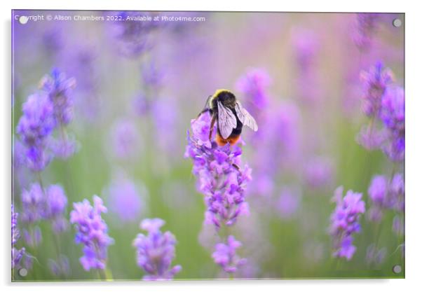Bee On Lavender Flower Acrylic by Alison Chambers