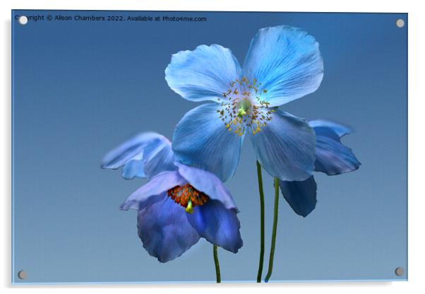 Himalayan Blue Poppies Acrylic by Alison Chambers
