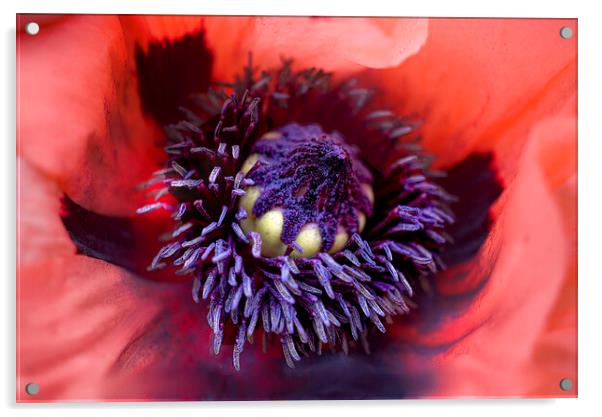 Centre of a Poppy Flower Acrylic by Alison Chambers