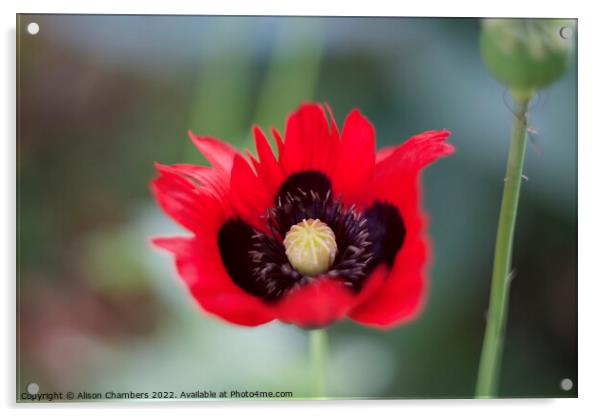 Poppy Flower Acrylic by Alison Chambers