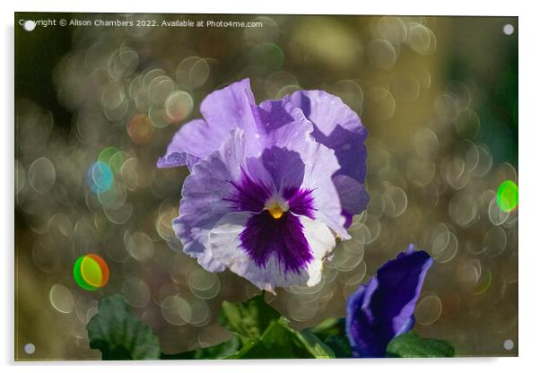 Pansy Flower Acrylic by Alison Chambers