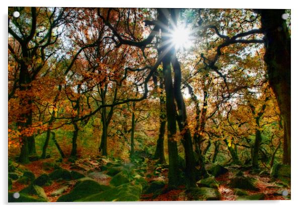Padley Gorge Starburst Sun Acrylic by Alison Chambers