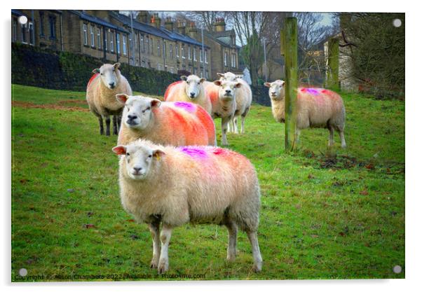 Colourful Flock of Sheep Acrylic by Alison Chambers