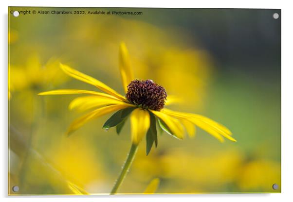 Rudbeckia Flower Acrylic by Alison Chambers