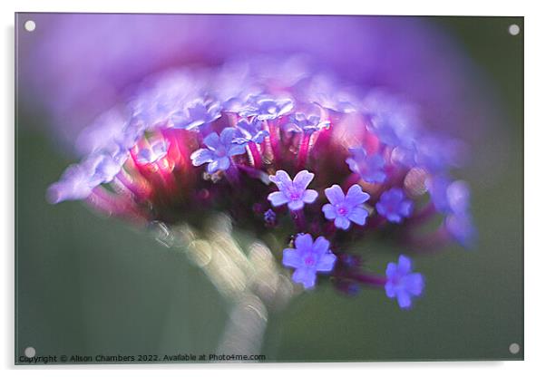 Verbena Flower Acrylic by Alison Chambers