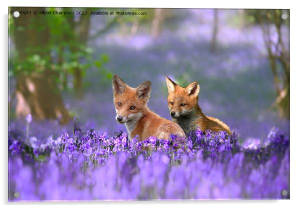 Foxes in Bluebell Wood Acrylic by Alison Chambers