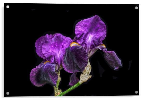Purple Bearded Irises  Acrylic by Alison Chambers