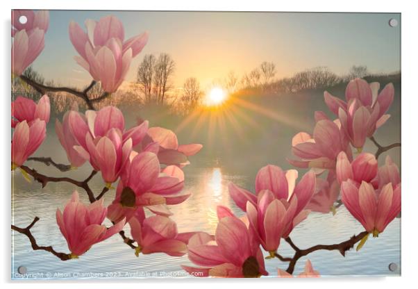 Magnolia Flowers Acrylic by Alison Chambers
