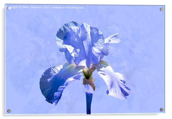 Single Blue Iris Acrylic by Alison Chambers