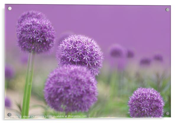 Ethereal Alliums Acrylic by Alison Chambers