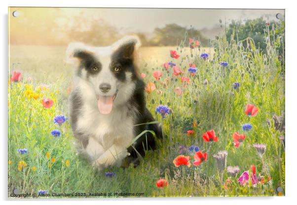Border Collie Acrylic by Alison Chambers