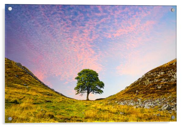 Sycamore Gap Acrylic by Alison Chambers