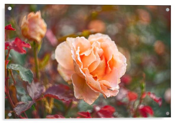 Garden Rose Acrylic by Alison Chambers