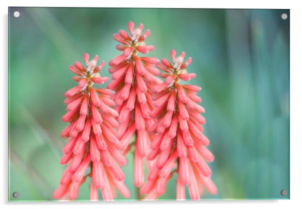 Kniphofia Red Hot Poker Flowers Acrylic by Alison Chambers