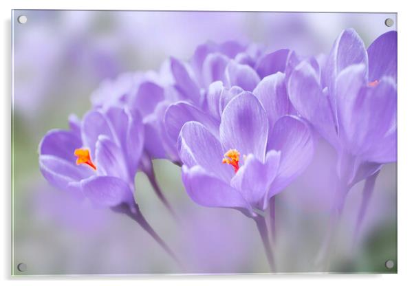 Crocuses Acrylic by Alison Chambers